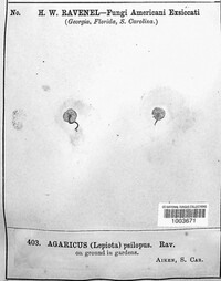 Agaricus psilopus image